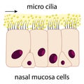 Nasal mucosa