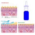 Nasal mucosa cells and micro cilia vector scheme Royalty Free Stock Photo