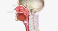 Nasal polyps are benign, soft growths that arise from the mucosa of the nasal passages or sinuses