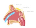 Nasal receptors olfactory bulb