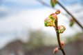 Nascent sheet. Opening young green leaf of a linden tree against the background of the spring sky, selective soft focus with bokeh Royalty Free Stock Photo