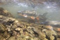 Nase Carp Chondrostoma nasus Underwater shot in the river habitat