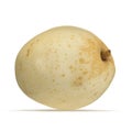 Nashi Pear 3D Illustration on White Background Isolated