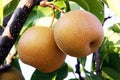 Nashi pear on the tree Royalty Free Stock Photo