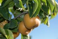Nashi Pears Royalty Free Stock Photo