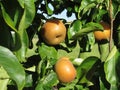 Nashi pears known also as apple pears hanging on the tree . Pyrus pyrifolia is a species of pear tree of the Rosaceae family Royalty Free Stock Photo