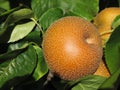 Nashi pears known also as apple pears hanging on the tree . Pyrus pyrifolia is a species of pear tree of the Rosaceae family Royalty Free Stock Photo