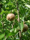 Pyrus Pyrifolia branch with fruit Royalty Free Stock Photo