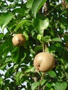 Pyrus Pyrifolia branch with fruit Royalty Free Stock Photo