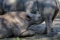 A rhino with the mother animal in a zoo