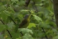 Nashville Warbler Royalty Free Stock Photo