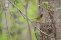 Nashville Warbler early spring Royalty Free Stock Photo