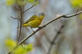 Nashville Warbler - Oreothlypis ruficapilla Royalty Free Stock Photo