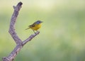 Nashville warbler perched on a branch. Leiothlypis ruficapilla.