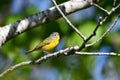 Nashville Warbler sits perched on a branch Royalty Free Stock Photo