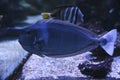 Naso brevirostris fish swimming in an aquarium, selective focus. Underwater life in the zoo