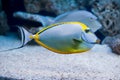 Naso lituratus - barcheek unicornfish Royalty Free Stock Photo