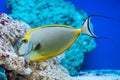 Naso lituratus - barcheek unicornfish Royalty Free Stock Photo