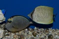 Naso Tang and Lemon Butterflyfish Royalty Free Stock Photo