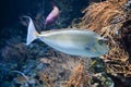 Orange spine unicornfish also known as Naso lituratus, barcheek unicornfish, naso tang, and orange-spine unicorn fish Royalty Free Stock Photo