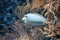 Orange spine unicornfish also known as Naso lituratus, barcheek unicornfish, naso tang, and orange-spine unicorn fish Royalty Free Stock Photo