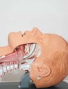 Naso-pharyngeal Tube Used To Open The Airway Used To Open The Airway