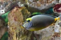 Naso Tang fish in aquarium closeup Royalty Free Stock Photo