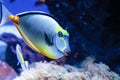 Naso tang fish known as Naso lituratus