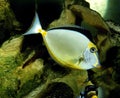 Naso Tang, naso lituratus Royalty Free Stock Photo