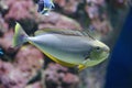 Naso vlamingii Bignose unicornfish