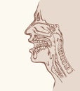 Nasopharyngeal section. Vector drawing