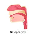 Nasopharynx icon. Cartoon vector flat illustration, isolated on white background. Nose anatomy