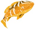 nassau grouper fish vector illustration transparent background