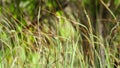 Nassella neesiana also called Chilean needle grass, Chilean needlegrass, Chilean speargrass, spear grass, Uruguayan tussockgrass