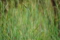 Nassella neesiana also called Chilean needle grass, Chilean needlegrass, Chilean speargrass, spear grass, Uruguayan tussockgrass