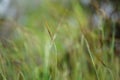 Nassella neesiana also called Chilean needle grass, Chilean needlegrass, Chilean speargrass, spear grass, Uruguayan tussockgrass Royalty Free Stock Photo