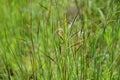 Nassella neesiana also called Chilean needle grass, Chilean needlegrass, Chilean speargrass, spear grass, Uruguayan tussockgrass