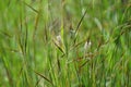 Nassella neesiana also called Chilean needle grass, Chilean needlegrass, Chilean speargrass, spear grass, Uruguayan tussockgrass Royalty Free Stock Photo