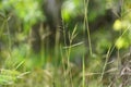 Nassella neesiana also called Chilean needle grass, Chilean needlegrass, Chilean speargrass, spear grass, Uruguayan tussockgrass