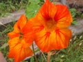 2 Nasturtium Royalty Free Stock Photo