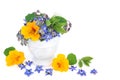 Nasturtium and Borage Herbal Plant Remedy for Colds and Flu