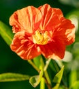 Nasturtium. Bright nasturtium flower on a natural green blurry background. Red flower in the garden