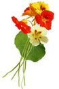 Nasturtium Bundle Royalty Free Stock Photo