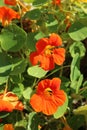 Nasturtium, or Capuchin