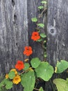 Nasturtium climbing on a rustic fence