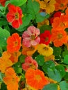 Nasturtium - colorful bright carpet Royalty Free Stock Photo