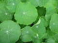 Nasturtium Dew