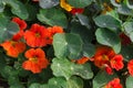 Nasturtium in dew flowering in green leaves background on early morning