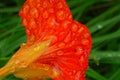 Nasturtium flower