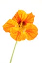 Nasturtium flower